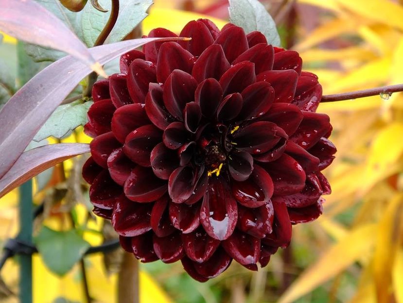 2016.10.23_dalii_13 - 2016_09-12_Sept-Dec