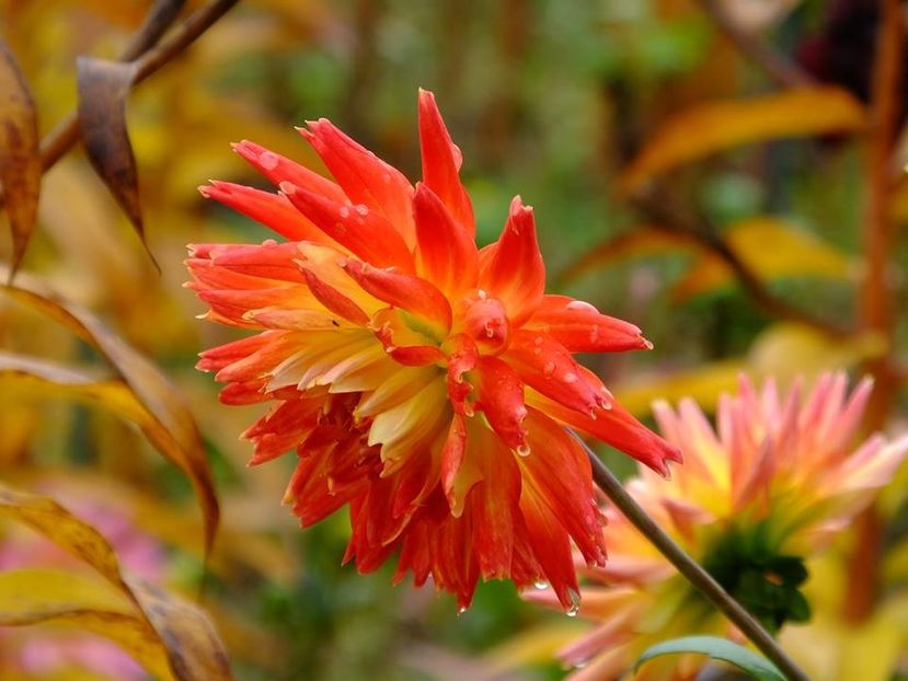 2016.10.23_dalii_14 - 2016_09-12_Sept-Dec