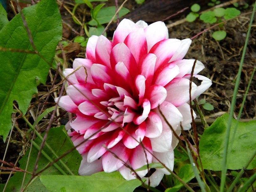 2016.10.23_dalii_15 - 2016_09-12_Sept-Dec