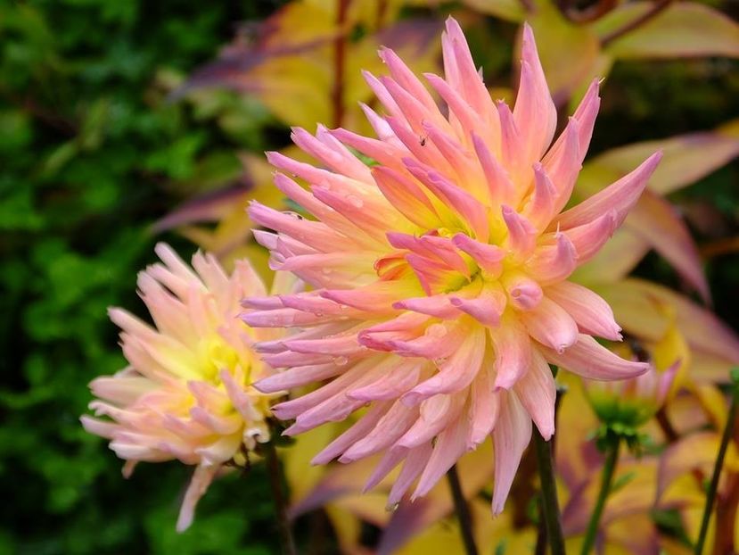 2016.10.23_dalii_20 - 2016_09-12_Sept-Dec