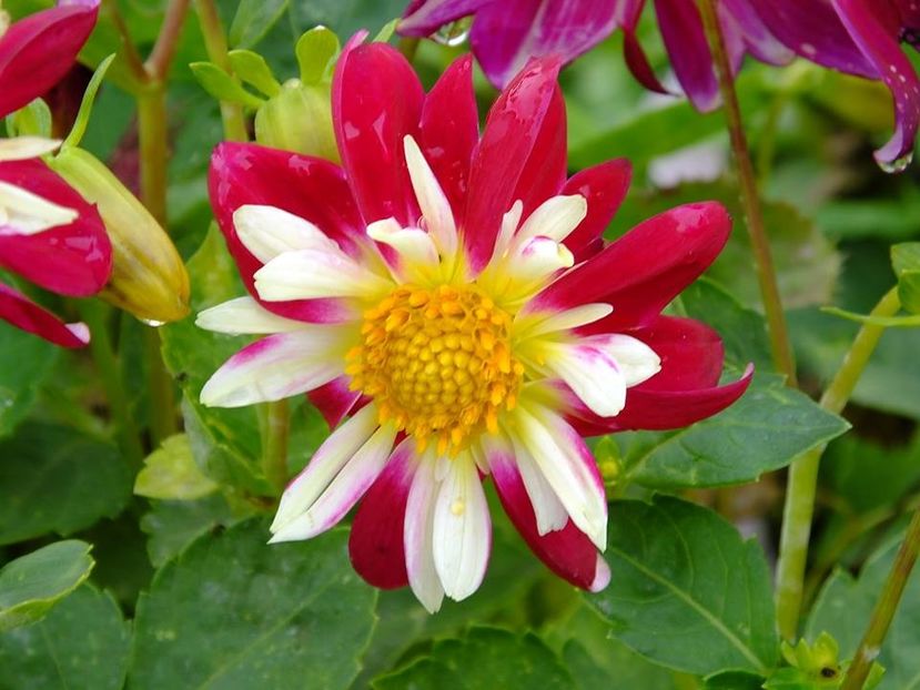 2016.10.23_dalii_21 - 2016_09-12_Sept-Dec