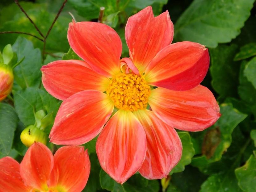 2016.10.23_dalii_22 - 2016_09-12_Sept-Dec