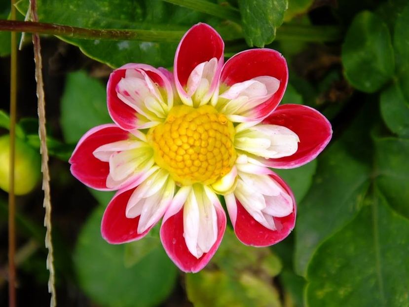 2016.10.23_dalii_24 - 2016_09-12_Sept-Dec