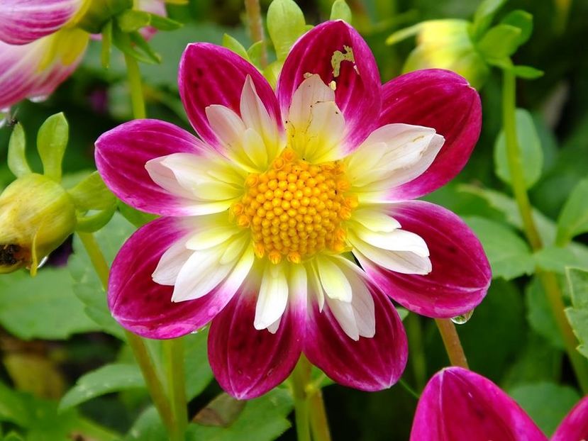 2016.10.23_dalii_25 - 2016_09-12_Sept-Dec