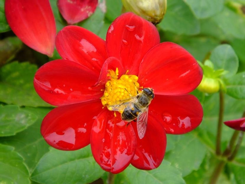 2016.10.23_dalii_26 - 2016_09-12_Sept-Dec