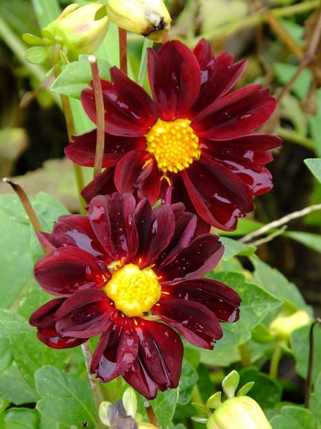 2016.10.23_dalii_27 - 2016_09-12_Sept-Dec