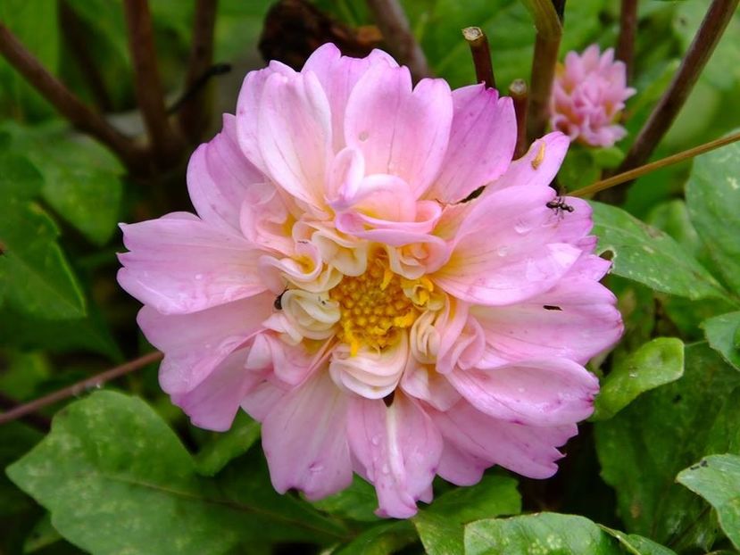 2016.10.23_dalii_28 - 2016_09-12_Sept-Dec