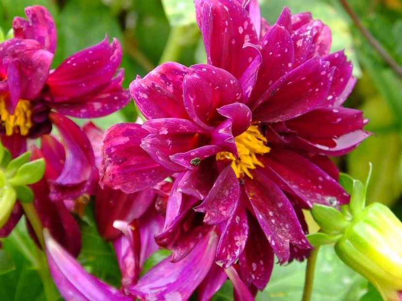 2016.10.23_dalii_29 - 2016_09-12_Sept-Dec