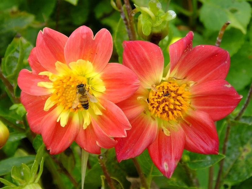 2016.10.23_dalii_30 - 2016_09-12_Sept-Dec