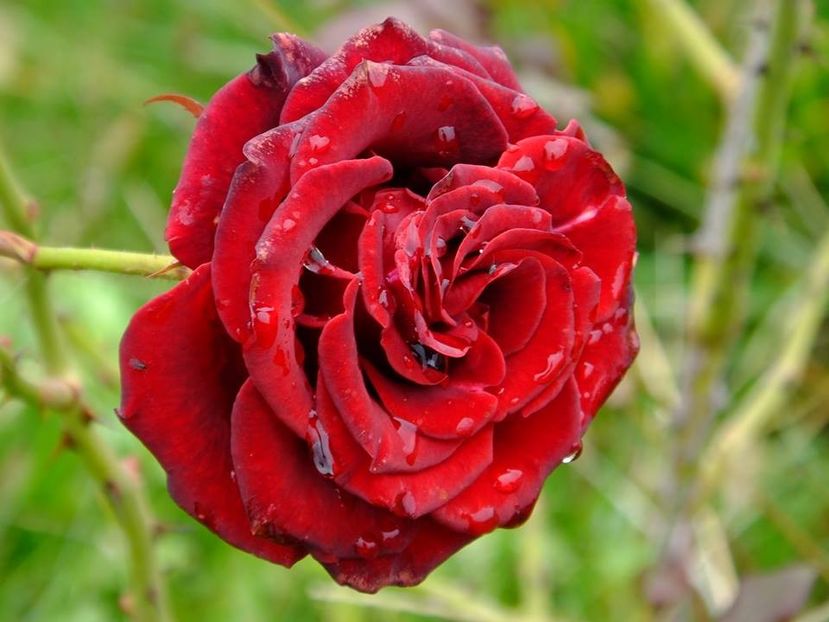 tr rosu alee dr - 2016_09-12_Sept-Dec