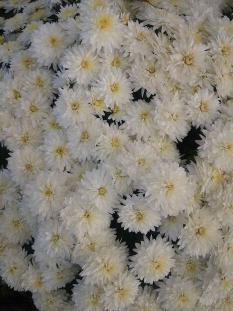 2016.10.30_crizanteme_2 - 2016_09-12_Sept-Dec