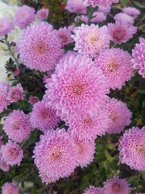 2016.10.30_crizanteme_3 - 2016_09-12_Sept-Dec