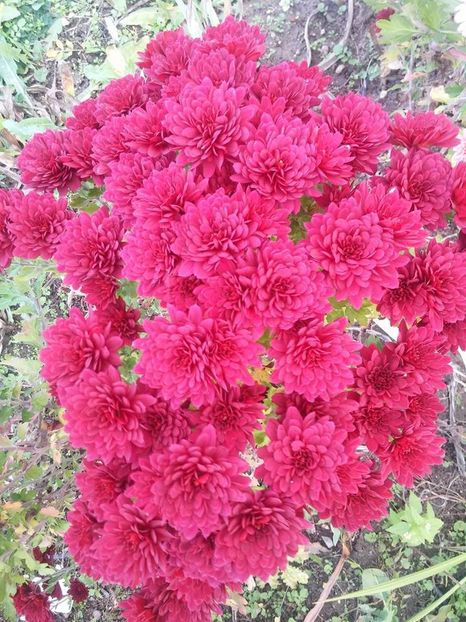 2016.10.30_crizanteme_5 - 2016_09-12_Sept-Dec