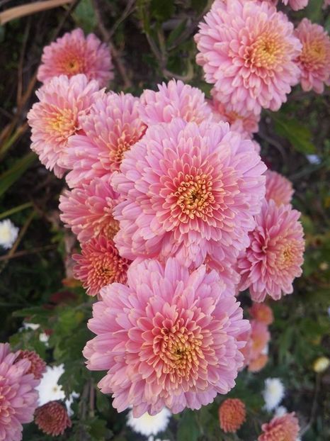 2016.10.30_crizanteme_7 - 2016_09-12_Sept-Dec