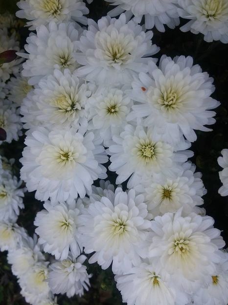 2016.10.30_crizanteme_8 - 2016_09-12_Sept-Dec