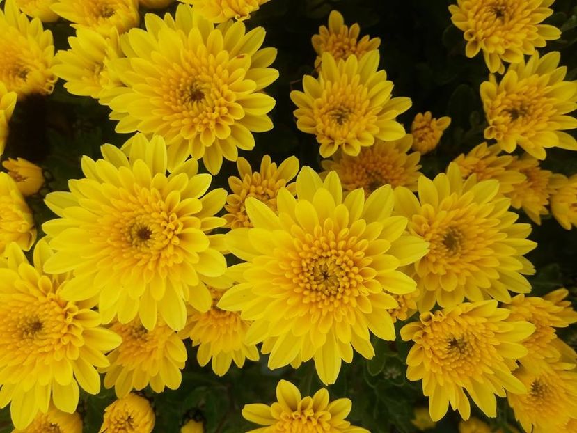 2016.10.30_crizanteme_9 - 2016_09-12_Sept-Dec