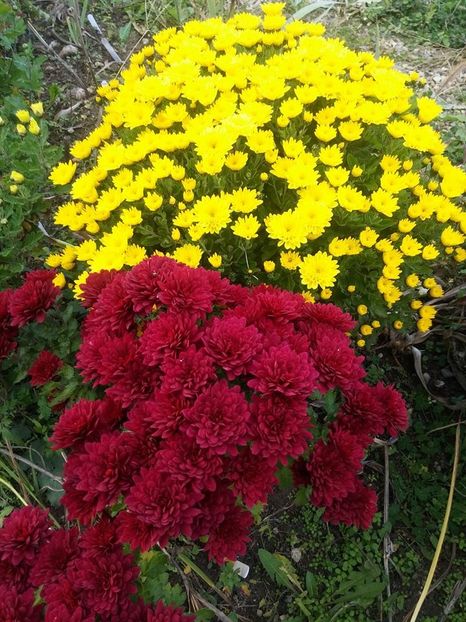 2016.10.30_crizanteme_10 - 2016_09-12_Sept-Dec