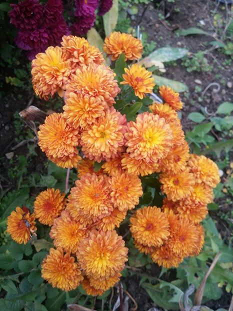 2016.10.30_crizanteme_11 - 2016_09-12_Sept-Dec