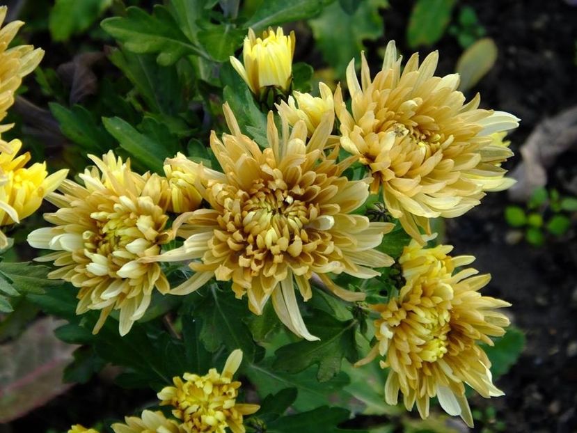 2016.11.26 crizanteme1 - 2016_09-12_Sept-Dec