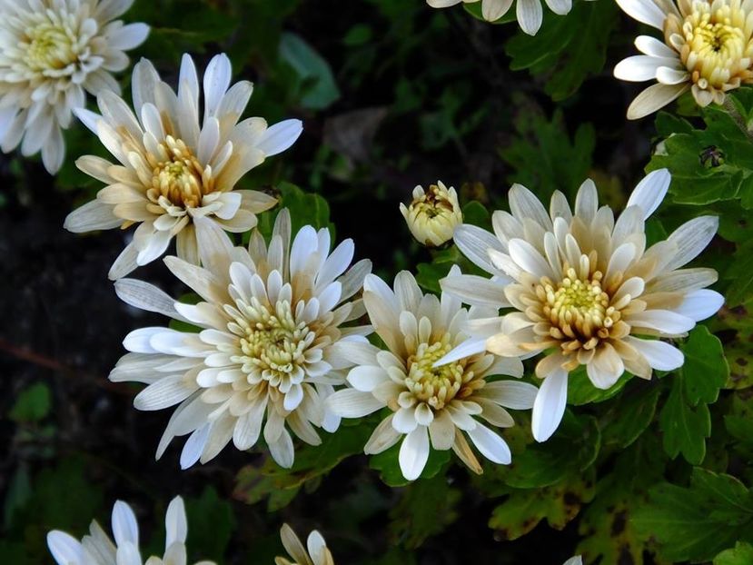 crizanteme2 - 2016_09-12_Sept-Dec