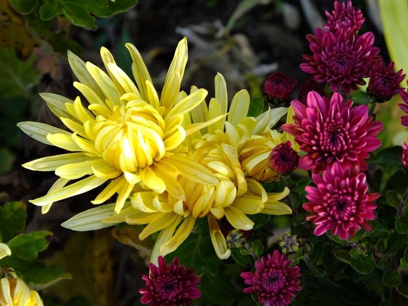 crizanteme3 - 2016_09-12_Sept-Dec