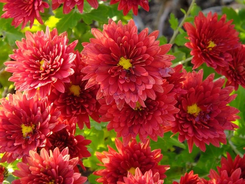 crizanteme4 - 2016_09-12_Sept-Dec