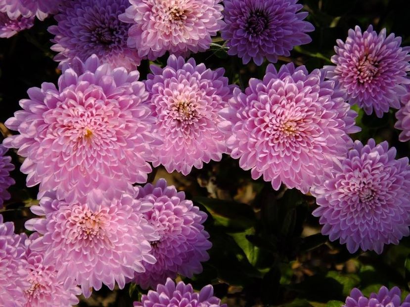 crizanteme5 - 2016_09-12_Sept-Dec