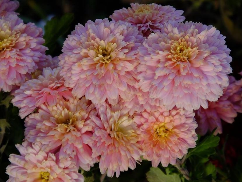 crizanteme8 - 2016_09-12_Sept-Dec