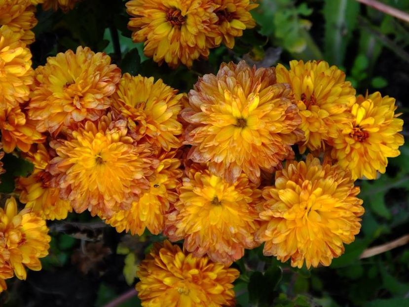 crizanteme13 - 2016_09-12_Sept-Dec