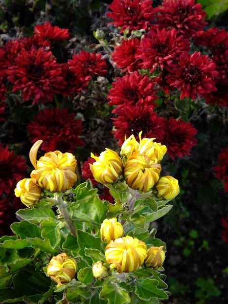 crizanteme14 - 2016_09-12_Sept-Dec