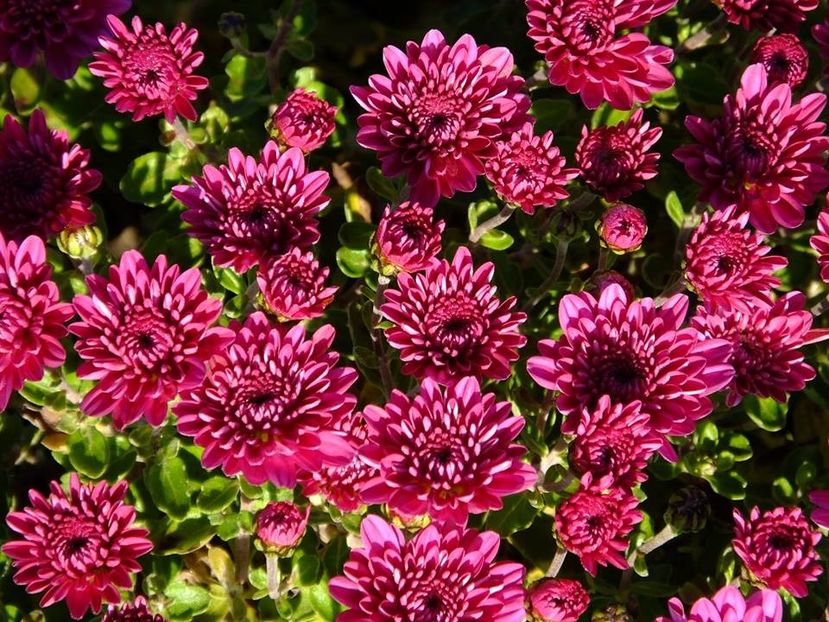 crizanteme15 - 2016_09-12_Sept-Dec