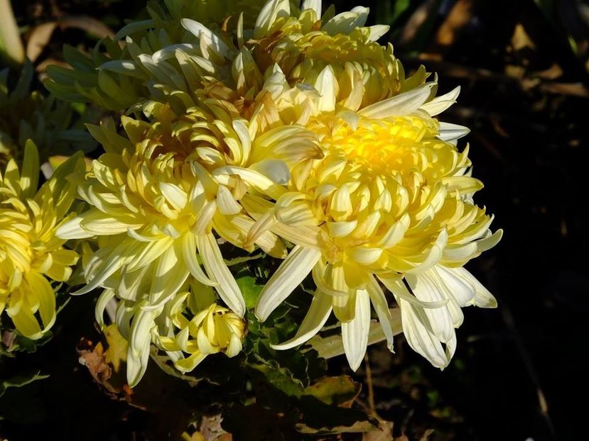 crizanteme16 - 2016_09-12_Sept-Dec