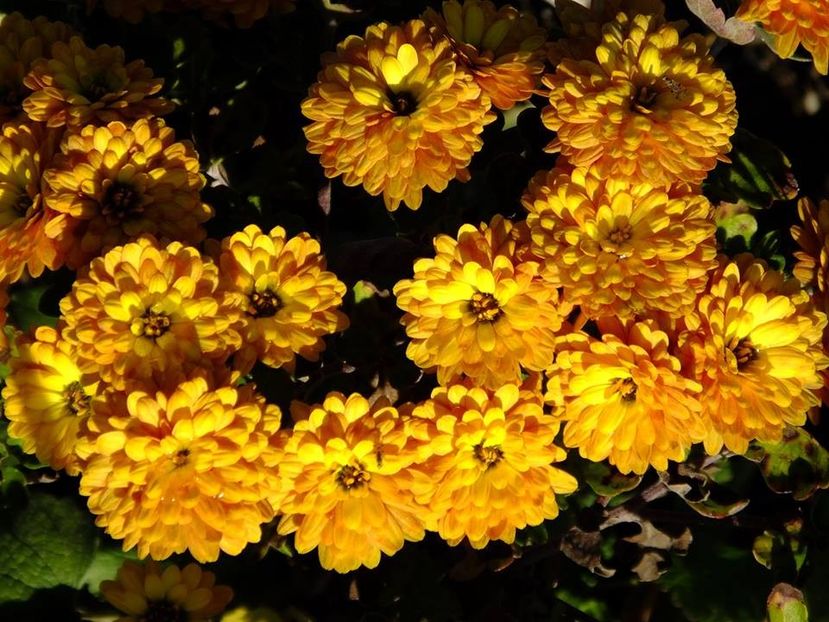 crizanteme17 - 2016_09-12_Sept-Dec