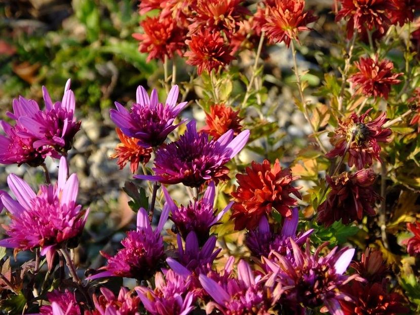 2016.12.01_criz_1 - 2016_09-12_Sept-Dec