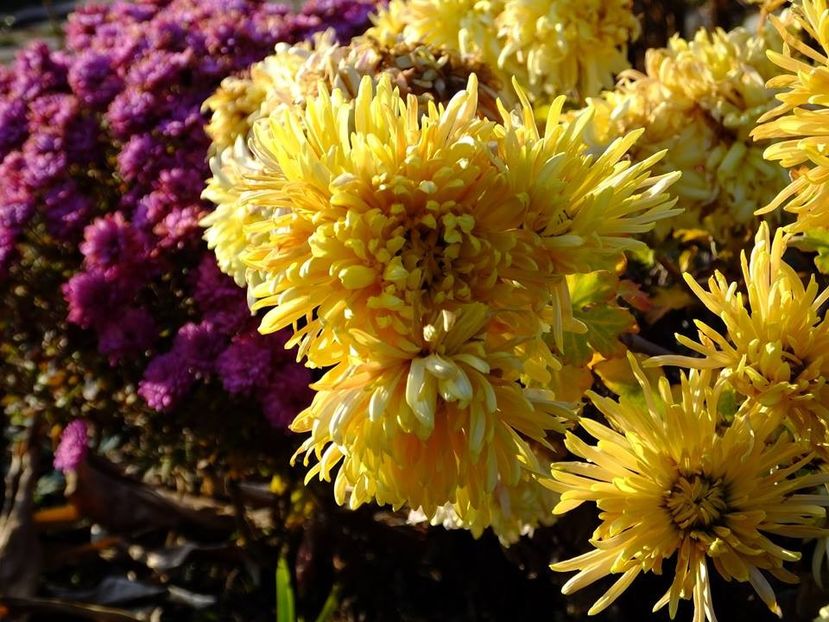 2016.12.01_criz_2 - 2016_09-12_Sept-Dec