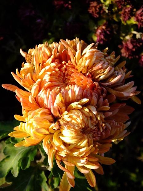 2016.12.01_criz_5 - 2016_09-12_Sept-Dec