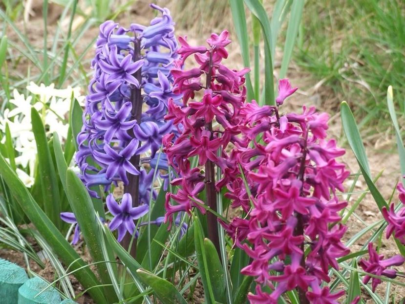  - 2015_02-05_Febr-Mai