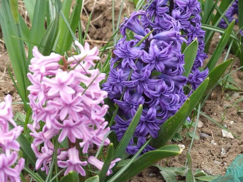  - 2015_02-05_Febr-Mai