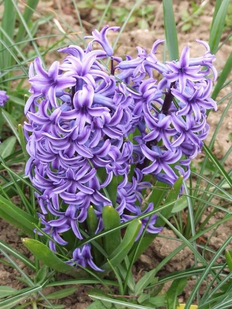  - 2015_02-05_Febr-Mai