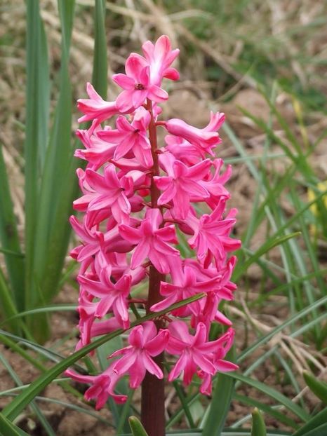  - 2015_02-05_Febr-Mai