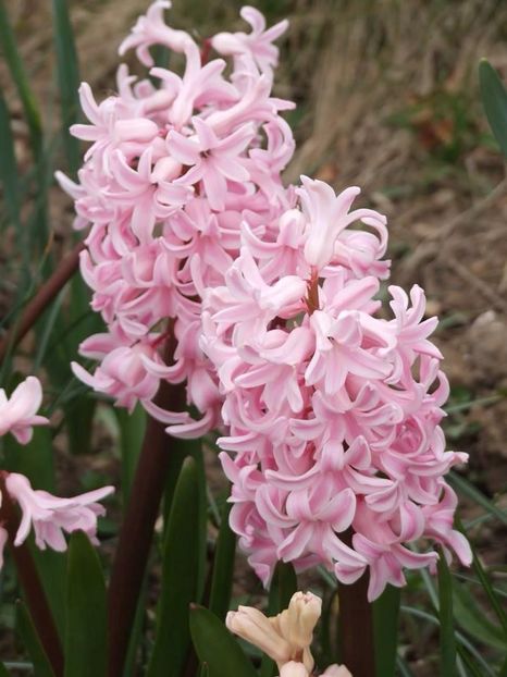  - 2015_02-05_Febr-Mai