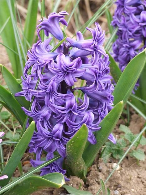  - 2015_02-05_Febr-Mai