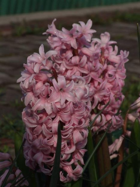  - 2015_02-05_Febr-Mai