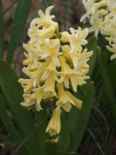  - 2015_02-05_Febr-Mai