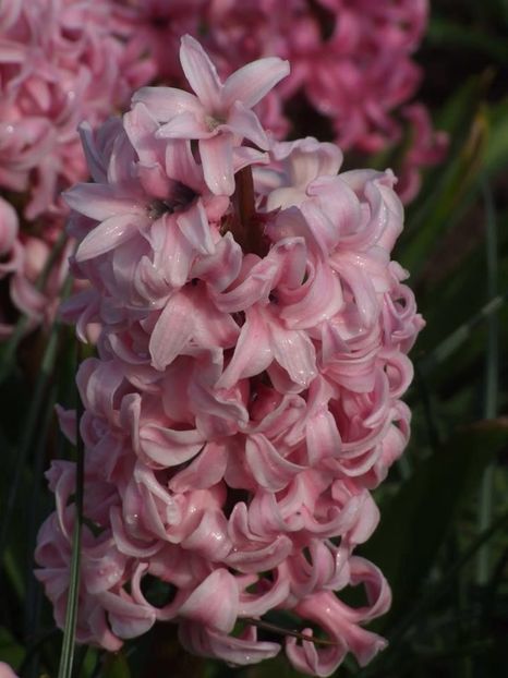  - 2015_02-05_Febr-Mai