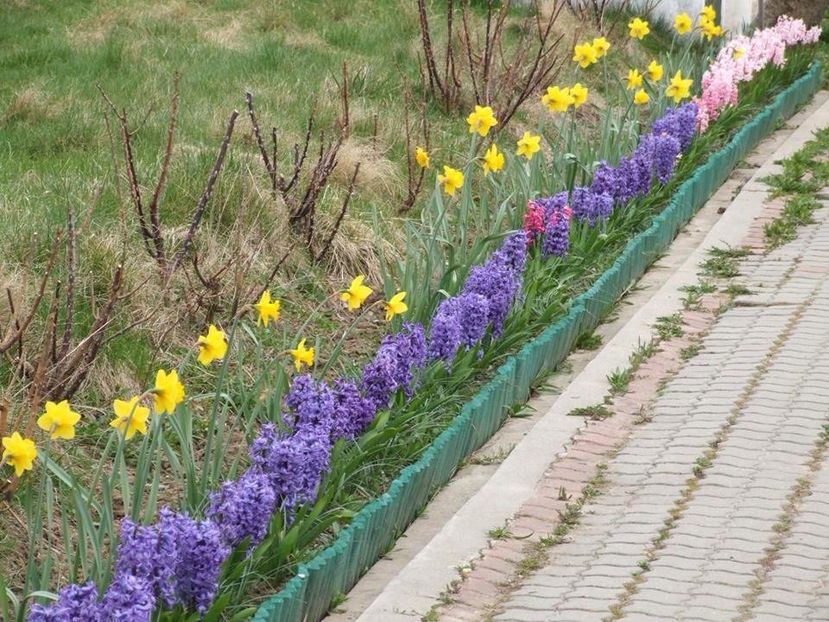 Teahibrizii mereu stricau privelistea cu tijele lor degerate. I-am scos in toamna 2015. - 2015_02-05_Febr-Mai