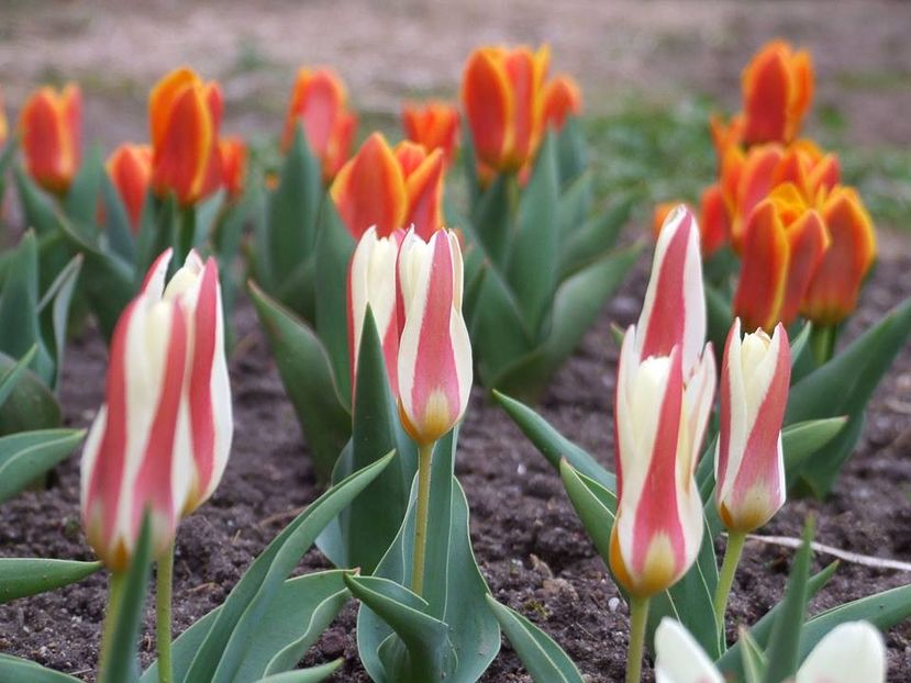  - 2015_02-05_Febr-Mai