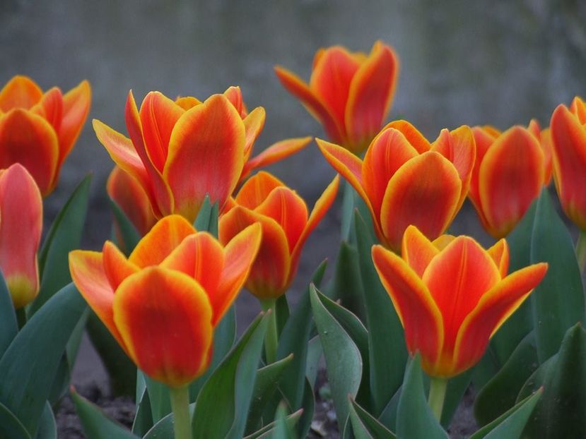  - 2015_02-05_Febr-Mai