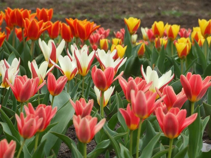  - 2015_02-05_Febr-Mai