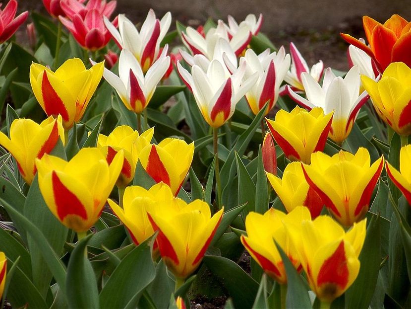  - 2015_02-05_Febr-Mai